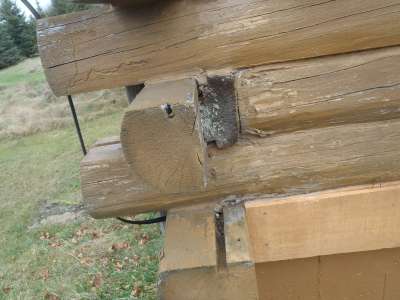 Log home rot